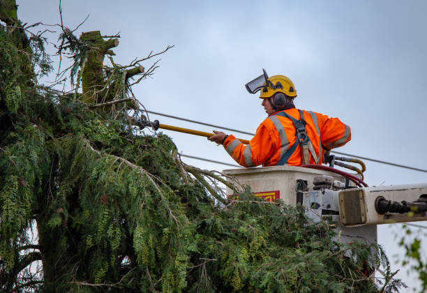 Best Hazardous Tree Removal  in Head Of The Harbor, NY