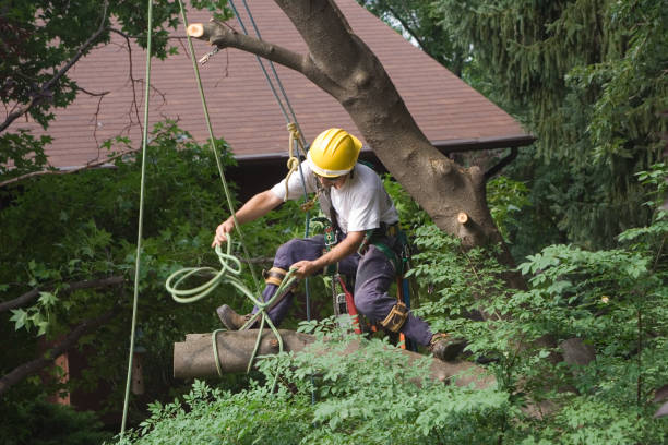 How Our Tree Care Process Works  in  Head Of The Harbor, NY